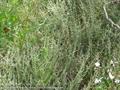 Artemisia sieberi besser